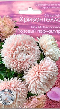 Астра китайская Хризантелла Розовый перламутр