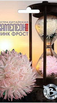 Астра Хамелеон Пинк Фрост SELECT китайская Био