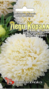 Астра китайская Леди Коралл Кремово-Белая