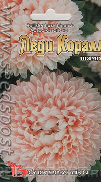 Астра китайская Леди Коралл Шамоа