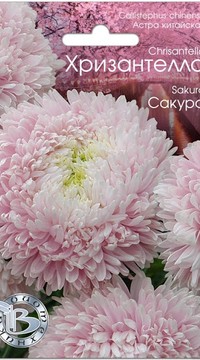 Астра китайская Хризантелла Сакура