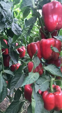 Перец сладкий Кинг F1