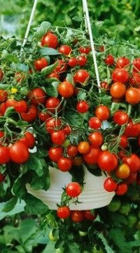 Томат Гартенперле