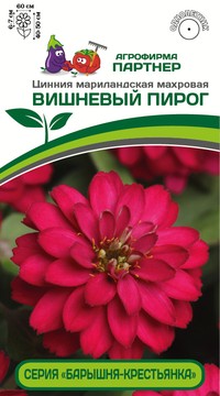 Цинния Вишневый Пирог махровая