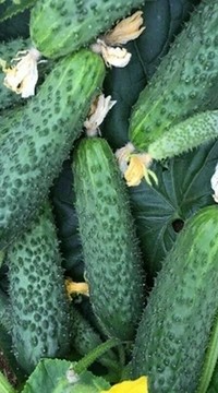 Огурец Титаник F1