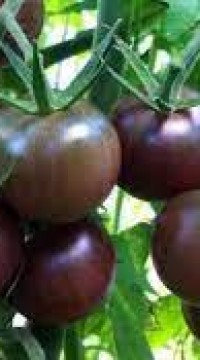 Томат Каштановый шоколад
