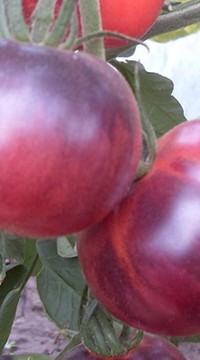 Томат Аметистовая драгоценность