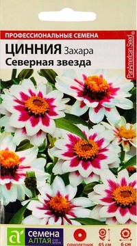 Цинния Захара Северная звезда
