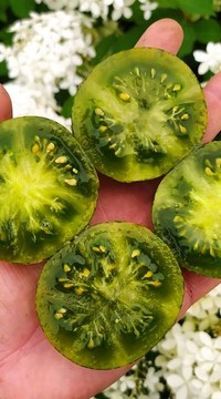 Томат Мускусная Зебра