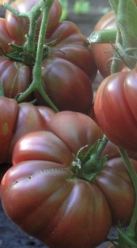 Томат Индийское мясо