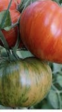 Томат Бриллиантовые ноги