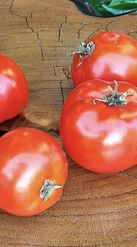 Томат Гном Розовая долина Клэр
