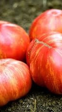 Томат  Пышная королева