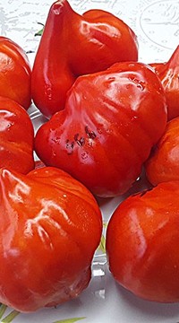 Томат Скифская Фея