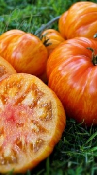 Томат 9 план Открытого Космоса