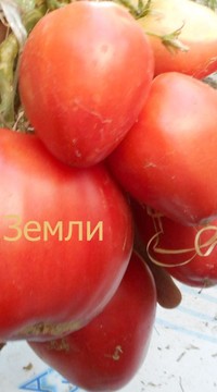 Томат Чудо земли