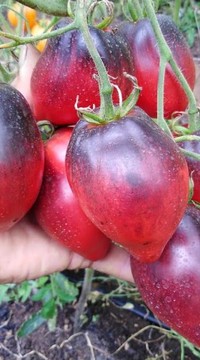Томат Паскаль из Пикардии