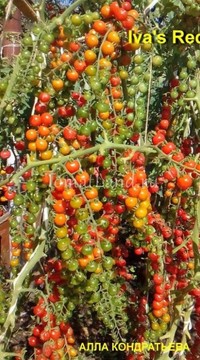 Томат Красная ягода Ивы