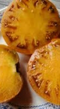 Томат Гном Улуру Охра