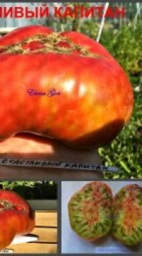 Томат Счастливый капитан