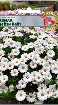Остеоспермум Акила Дейзи Вайт