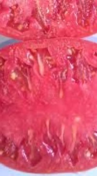 Томат Японская луковица