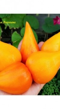 Томат Волшебные шляпы тетушки Грети