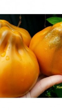 Томат Ярсон 13 (охровая груша)