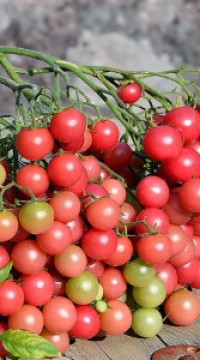 Томат Розовый кварц мультифлора