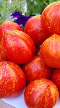 Томат Мария Коллер