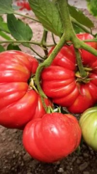 Томат Самбол розовый