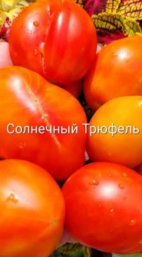 Томат Солнечный трюфель