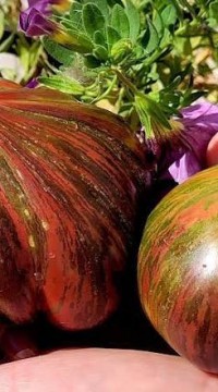Томат Триумф Софии (от Софии Сааковой)