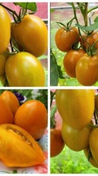 Томат Ореховая слива