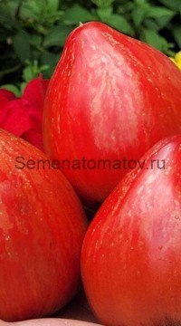 Томат Клубничный щербет