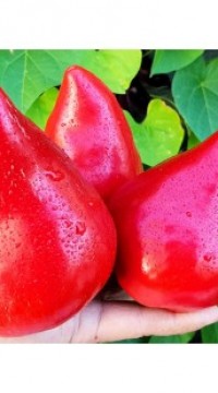 Перец сладкий Шапка гнома
