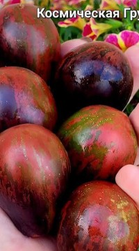 Томат Космическая груша