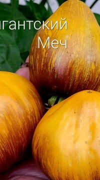 Томат Гигантский меч синий