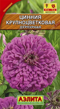 Цинния Крупноцветковая пурпурная