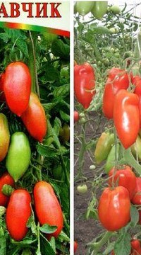 томат Красавчик F1