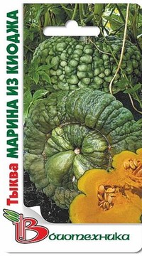 Тыква МАРИНА ИЗ КИОДЖА