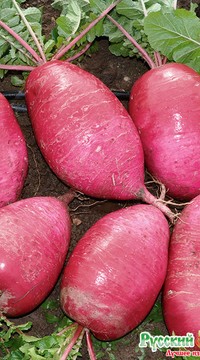 Дайкон F1 Сверхредиска