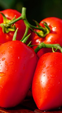 Томат ДИНО F1