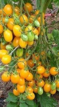 Томат Чудо света