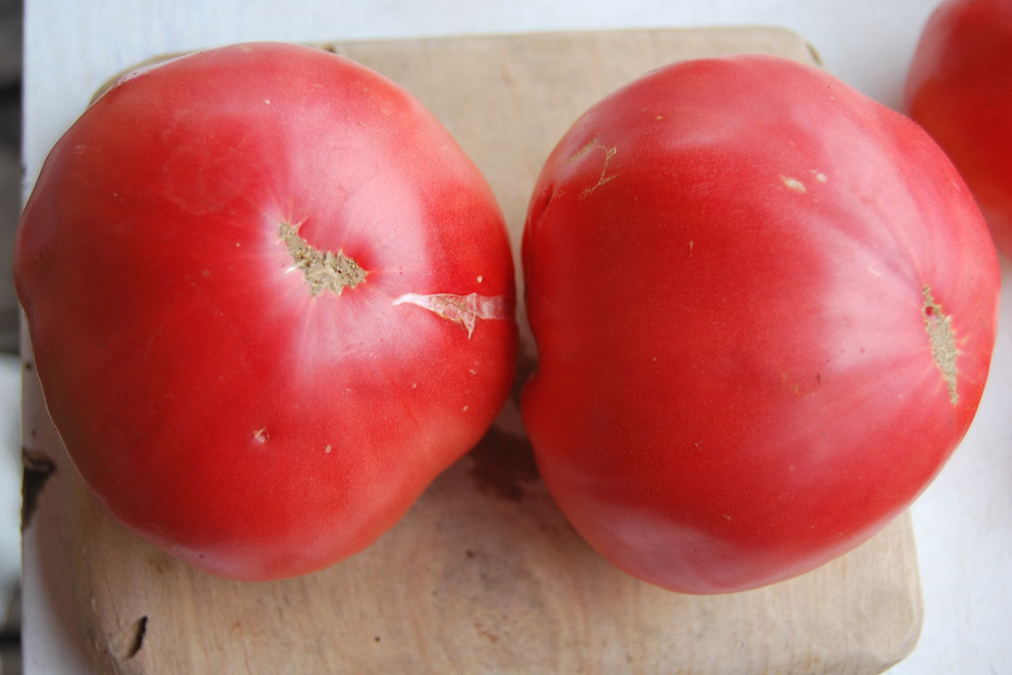 tomato-aventyunyay-01 tomato-aventyunyay-01
