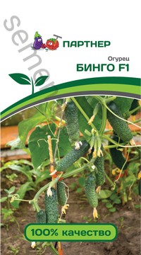 Огурец Бинго F1