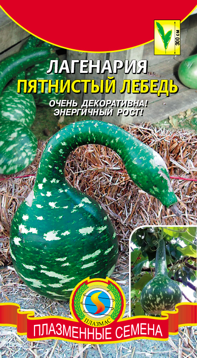 lagenariya-pyatnistyy-lebed lagenariya-pyatnistyy-lebed