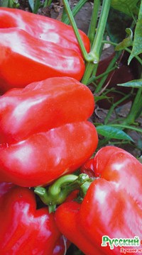 Перец Бон Аппетит  F1