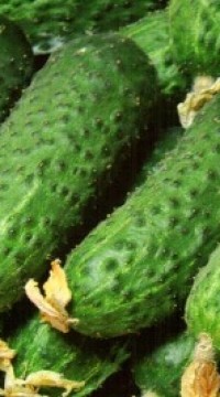 Огурец Пасалимо F1