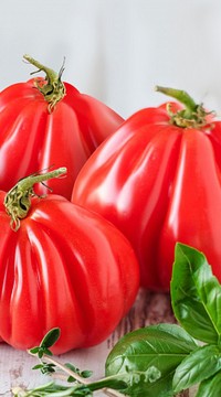 Помидоры Альбенги